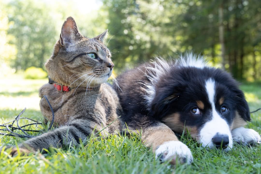 Garde d'animaux